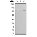 LifeSab™ ERK5 Rabbit pAb (50 µl)