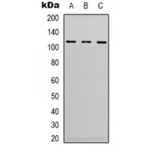LifeSab™ ERK5 Rabbit pAb (50 µl)