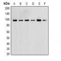 LifeSab™ Flotillin 2 Rabbit pAb (50 µl)