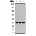 LifeSab™ GABRA3 Rabbit pAb (50 µl)