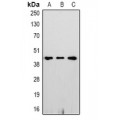 LifeSab™ GAPDH Rabbit pAb (50 µl)