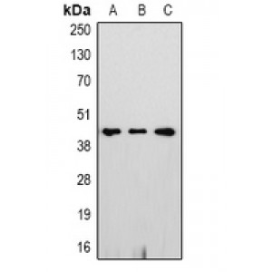 LifeSab™ GAPDH Rabbit pAb (50 µl)