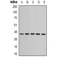 LifeSab™ Ghrelin Receptor Rabbit pAb (50 µl)