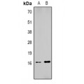 LifeSab™ Histone H1 (pS2) Rabbit pAb (50 µl)
