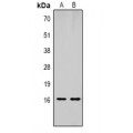 LifeSab™ Histone H1 (pT17) Rabbit pAb (50 µl)