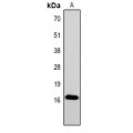 LifeSab™ Histone H1 (pT4) Rabbit pAb (50 µl)