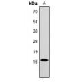 LifeSab™ Histone H2A (AcK15) Rabbit pAb (50 µl)