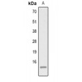LifeSab™ Histone H2A (AcK9) Rabbit pAb (50 µl)