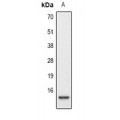 LifeSab™ Histone H2A.X (pS139) Rabbit pAb (50 µl)