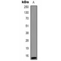 LifeSab™ Histone H2A.Z (AcK4) Rabbit pAb (50 µl)