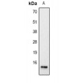 LifeSab™ Histone H2B (AcK12) Rabbit pAb (50 µl)