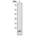 LifeSab™ Histone H2B (DiMethyl K43) Rabbit pAb (50 µl)