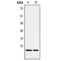 LifeSab™ Histone H2B (pS32) Rabbit pAb (50 µl)