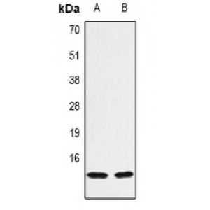LifeSab™ Histone H3 (AcK14) Rabbit pAb (50 µl)