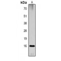 LifeSab™ Histone H3 (Citruline R2+R8+R17) Rabbit pAb (50 µl)