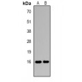 LifeSab™ Histone H3 (DiMethyl K4) Rabbit pAb (50 µl)