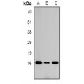 LifeSab™ Histone H3 (DiMethyl K79) Rabbit pAb (50 µl)