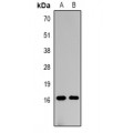 LifeSab™ Histone H3 (MonoMethyl K36) Rabbit pAb (50 µl)