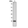 LifeSab™ Histone H3 (pT118) Rabbit pAb (50 µl)