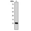 LifeSab™ Histone H3 (pT32) Rabbit pAb (50 µl)