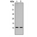 LifeSab™ Histone H3 (TriMethyl K36) Rabbit pAb (50 µl)