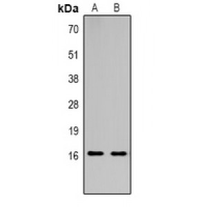 LifeSab™ Histone H3 (TriMethyl K36) Rabbit pAb (50 µl)
