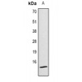 LifeSab™ Histone H4 (AcK5) Rabbit pAb (50 µl)