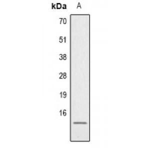 LifeSab™ Histone H4 (DiMethyl K59) Rabbit pAb (50 µl)