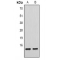 LifeSab™ Histone H4 (pS1) Rabbit pAb (50 µl)