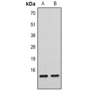 LifeSab™ Histone H4 (pS1) Rabbit pAb (50 µl)