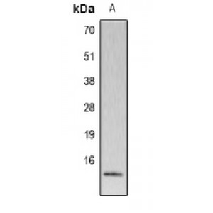 LifeSab™ Histone H4 (TriMethyl K59) Rabbit pAb (50 µl)