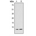 LifeSab™ Histone H4 Rabbit pAb (50 µl)