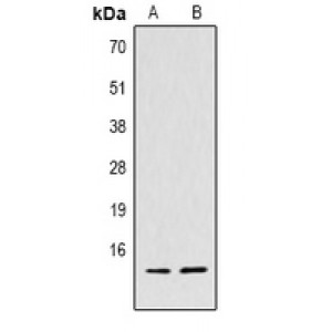 LifeSab™ Histone H4 Rabbit pAb (50 µl)