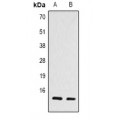 LifeSab™ HSC70 Rabbit pAb (50 µl)