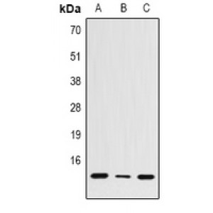 LifeSab™ HSP27 Rabbit pAb (50 µl)