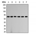 LifeSab™ HSP60 Rabbit pAb (50 µl)