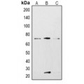 LifeSab™ KCNA1 Rabbit pAb (50 µl)