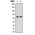 LifeSab™ KCNA10 Rabbit pAb (50 µl)
