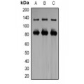 LifeSab™ Lamin B1 Rabbit pAb (50 µl)