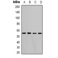 LifeSab™ MAS Rabbit pAb (50 µl)