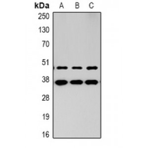 LifeSab™ MKK1 Rabbit pAb (50 µl)