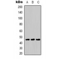 LifeSab™ MKK5 Rabbit pAb (50 µl)