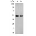 LifeSab™ NRF2 Rabbit pAb (50 µl)