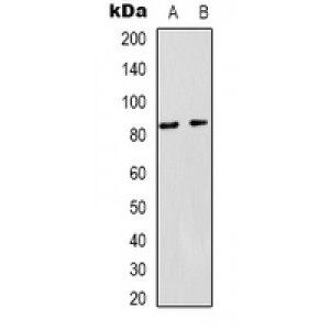 LifeSab™ PPAR gamma Rabbit pAb (50 µl)