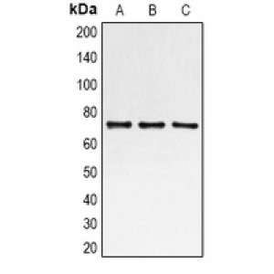 LifeSab™ SLUG Rabbit pAb (50 µl)