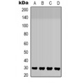 LifeSab™ SMAD3 Rabbit pAb (50 µl)