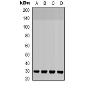 LifeSab™ SMAD3 Rabbit pAb (50 µl)