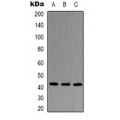 LifeSab™ SOD2 Rabbit pAb (50 µl)