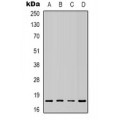 LifeSab™ STAT1 Rabbit pAb (50 µl)
