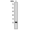 LifeSab™ TRIM72 Rabbit pAb (50 µl)